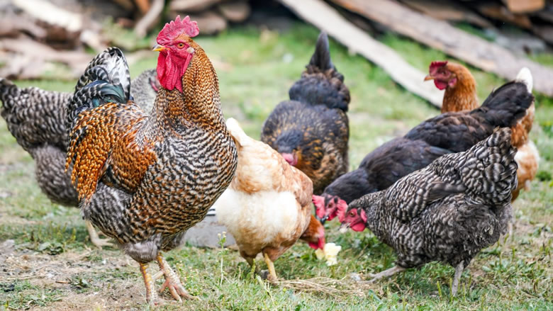 Chickens